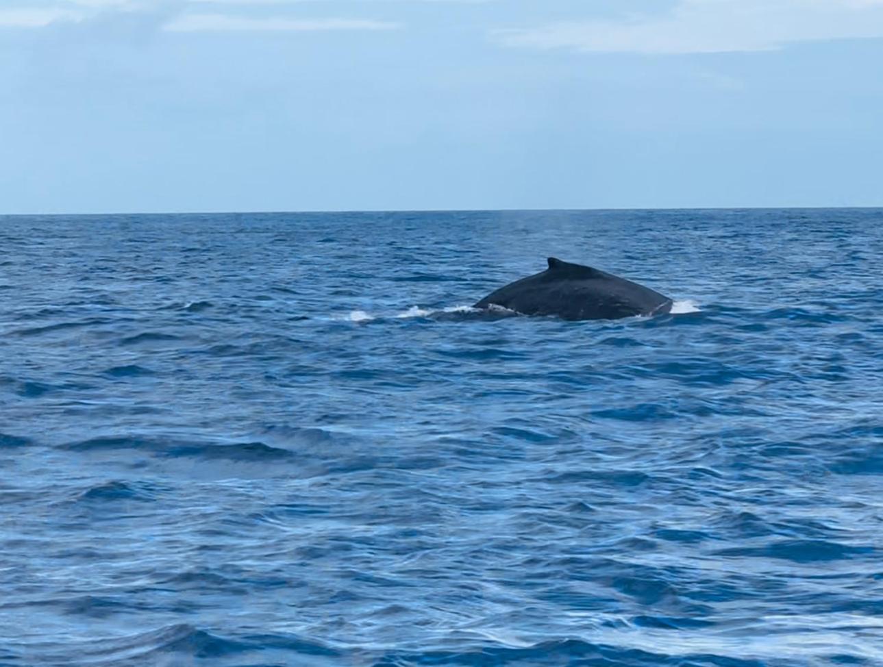 Hébergement de vacances Oahu's Kept Secret *